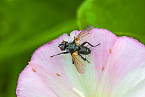 Parasitic Fly  (Phania funesta)  Tachinidae  On field bindweed  Brockley Cemetery, Lewisham, London, UK.  August