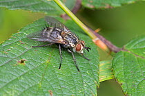 Tachinid Fly  (Linnaemya picta)  Brockley Cemetery, Lewisham, London, UK.  August