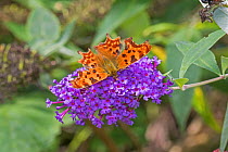 Comma  butterfly (Polygonia c-album)  feeding on Buddleia  Brockley Cemetery, Lewisham, London, UK.  September