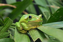 Feae's flying frog  (Rhacophorus feae)  captive, from South East Asia.