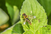 Hoverfly (Sphaerophoria scripta) Sutcliffe Park Nature Reserve, London.  June