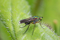 Male Long-legged fly (Poecilobothrus nobilitatus)  Sutcliffe Park Nature Reserve, London.  June