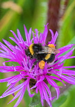 White-tailed bumblebee (Bombus lucorum)  feeding on Knapweed,  and showing a pair of pollen sacs  Sutcliffe Park Nature Reserve, Eltham, London, UK.  June