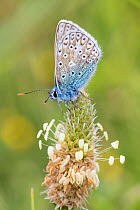 Male Common blue butterfly (Polyommatus icarus)  Sutcliffe Park Nature Reserve, London.  June