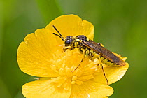 Sawfly  (Tenthredo arcuata) grooming on buttercup, Sutcliffe Park Nature Reserve, London.,  Eltham, London, UK.  May