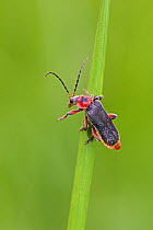 Soldier Beetle  (Cantharis rustica)  Sutcliffe Park Nature Reserve, London., Eltham, London, UK.  May