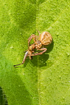 Crab Spider  (Xysticus cristatus)  With young grasshopper prey  Sutcliffe Park Nature Reserve, London., Eltham, London, UK.  May
