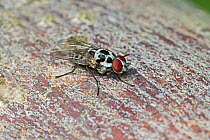 Anthomyiid Fly  (Anthomyia procellaris)  Stave Hill Ecology Park, Rotherhithe, London.  May