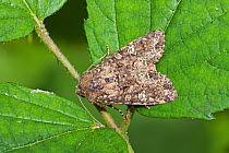 Cabbage moth  (Mamestra brassicae)  Brockley Cemetery, Lewisham, London, UK.  May.