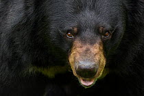 Asiatic black / Moon bear (Ursus thibetanus) portrait, captive, occurs in the Himalayas. Vulnerable species.