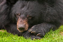 Asiatic black / Moon bear (Ursus thibetanus) resting, captive, occurs in the Himalayas. Vulnerable species.