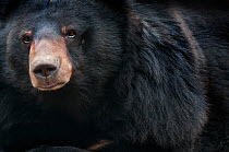 Asiatic black / Moon bear (Ursus thibetanus) portrait, captive, occurs in the Himalayas. Vulnerable species.