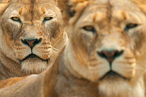 Lion (Panthera leo) portrait of two lionesses, captive, occur in Africa.