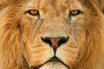 Male Lion (Panthera leo) portrait, close-up of face, captive, occurs in Africa.