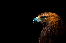 Golden eagle (Aquila chrysaetos) portrait, captive, occurs in the Northern hemisphere.