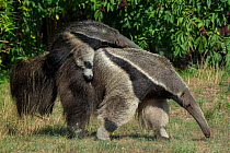 Giant anteater (Myrmecophaga tridactyla) carrying baby on back, captive, occurs in Central and South America. Vulnerable species.