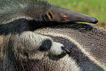 Giant anteater (Myrmecophaga tridactyla) baby resting on mother's back, captive, occurs in Central and South America. Vulnerable species.