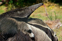 Giant anteater (Myrmecophaga tridactyla) baby sticking out tongue, on mother's back, captive, occurs in Central and South America. Vulnerable species.