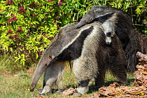 Giant anteater (Myrmecophaga tridactyla) carrying baby on back, captive, occurs in Central and South America. Vulnerable species.