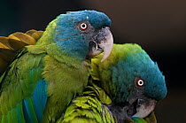 Two Blue headed macaws (Primolius couloni) one preening, captive, occur in Eastern Peru, Western Brazil, North Western Bolivia. Vulnerable species.