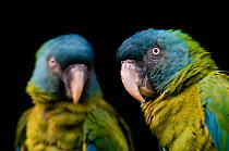Two Blue headed macaws (Primolius couloni) captive, occur in Eastern Peru, Western Brazil, North Western Bolivia. Vulnerable species.