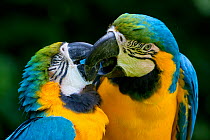 Blue and yellow macaw (Ara ararauna) pair, captive, occurs in South America.