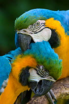 Blue and yellow macaw (Ara ararauna) pair mutal preening, captive, occurs in South America.