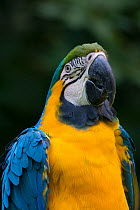 Blue and yellow macaw (Ara ararauna) portrait, captive, occurs in South America.
