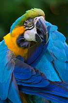 Blue and yellow macaw (Ara ararauna) preening, captive, occurs in South America.