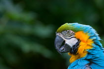 Blue and yellow macaw (Ara ararauna) portrait, captive, occurs in South America.