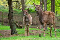 Two White lipped / Thorold's deer (Cervus albirostris) captive, occur Eastern Tibetan Plateau, China. Vulnerable species.