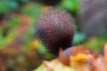 Red squirrel (Sciurus vulgaris) tail sticking up from behind autumnal woodland leaf litter, The Netherlands, October.