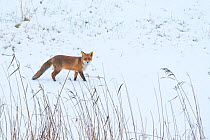 Red fox (Vulpes vulpes) walking through snow, Amsterdamse Waterleidingduinen, near Zandvoort, The Netherlands, December.
