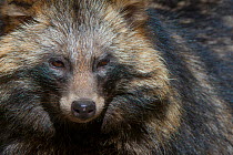 Raccoon dog (Nyctereutes procyonoides) portrait, captive, occurs in East Asia.