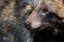 Raccoon dog (Nyctereutes procyonoides) portrait, captive, occurs in East Asia.