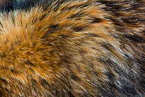 Raccoon dog (Nyctereutes procyonoides) fur detail, captive, occurs in East Asia.