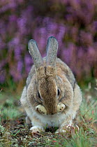 European rabbit (Oryctolagus cuniculus) grooming, The Netherlands, September.