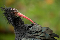 Northern bald ibis (Geronticus eremita) preening, captive, occurs in Morocco, Turkey and Syria, Critically endangered species.