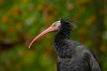 Northern bald ibis (Geronticus eremita) portrait, captive, occurs in Morocco, Turkey and Syria, Critically endangered species.