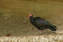 Northern bald ibis (Geronticus eremita) captive, occurs in Morocco, Turkey and Syria, Critically endangered species.