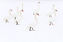 Mute swan (Cygnus olor) flock on snow, Hazerswoude, The Netherlands, February.