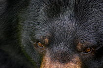 Asiatic black bear / Moon bear (Ursus thibetanus) close up of face, captive, occurs in the Himalayas. Vulnerable species.