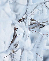 Two male Hazel grouse (Tetrastes / Bonasa bonasia) fighting in tree, Suomussalmi, Finland, January.