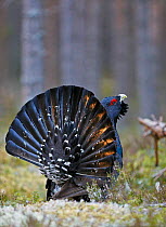 Male Capercaillie (Tetrao urogallus) displaying, Jalasjarvi, Finland, April.
