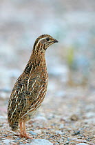 Male Common quail (Coturnix coturnix) portrait, Spain, May.