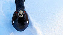 Male Capercaillie (Tetrao urogallus) looking up, Kuusamo, Finland, March.