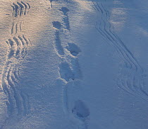 Capercaillie (Tetrao urogallus) tracks of a displaying male, Kuusamo, Finland, March.