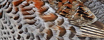 Hazel grouse (Tetrastes / Bonasa bonasia) close up of feathers, Kuusamo, Finland, April.