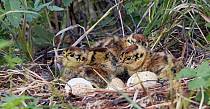 Four Black grouse chicks (Lyrurus tetrix) in nest with broken egg shells, Vaala, Finland, June.