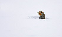 Grey partridge (Perdis perdix) looking out of hole in snow, Liminka, Finland, February.